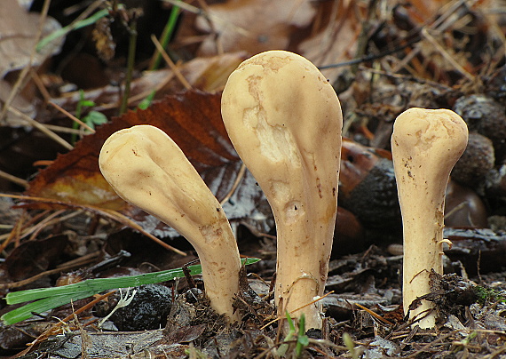 kyjak obrovský Clavariadelphus pistillaris (Fr.) Donk