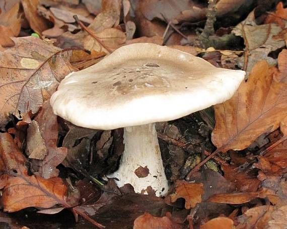 strmuľka inovaťová Clitocybe nebularis? (Batsch ex Fr.) Kumm.