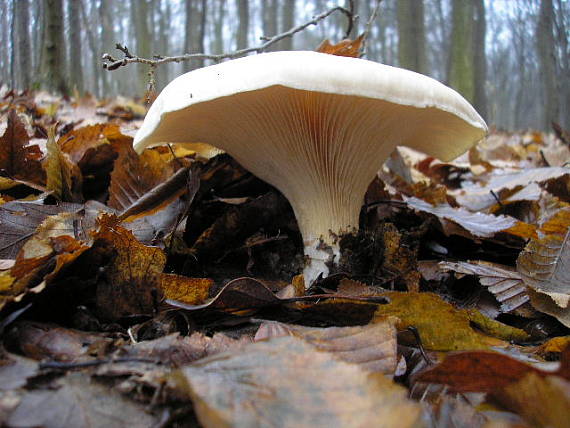 strmuľka inovaťová Clitocybe nebularis (Batsch) P. Kumm.