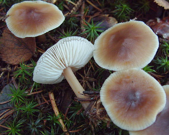 peniazovka Collybia sp.