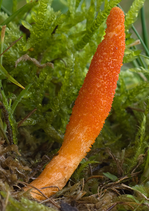 žezlovka hmyzová Cordyceps militaris (Fr.) Link