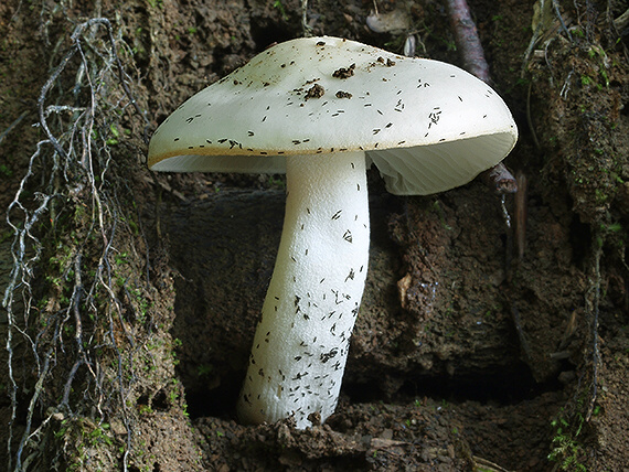 šťavnačka slonovinová Hygrophorus eburneus (Bull.) Fr.