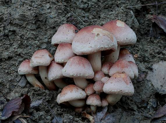 strapcovka tehlovočervená Hypholoma lateritium (Schaeff.) P. Kumm.