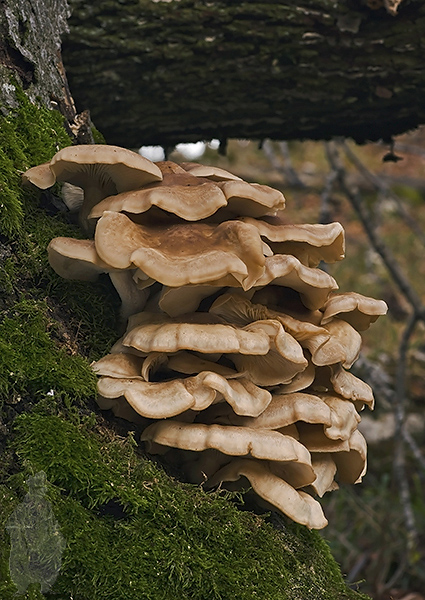 mramorovec rozpukaný Hypsizygus tessulatus (Bull.) Singer