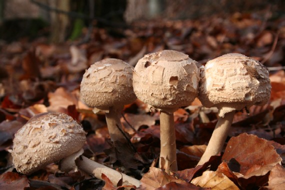 bedľa vysoká Macrolepiota procera (Scop.) Singer