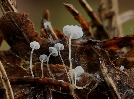 tanečnica listová? Marasmius epiphyllus?