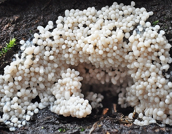 slizovka Myxomycetes