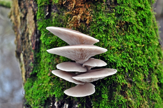 hliva ustricovitá Pleurotus ostreatus (Jacq.) P. Kumm.