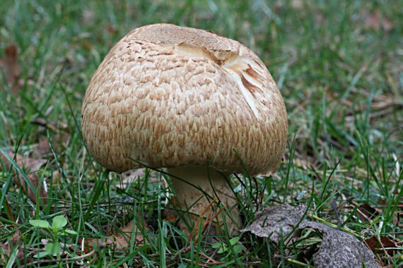 pečiarka obrovská Agaricus augustus Fr.