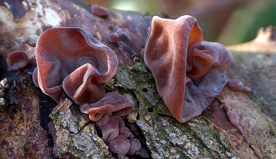 uchovec bazový Auricularia auricula-judae (Bull.) Quél.