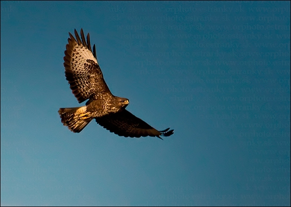 myšiak hôrny Buteo buteo