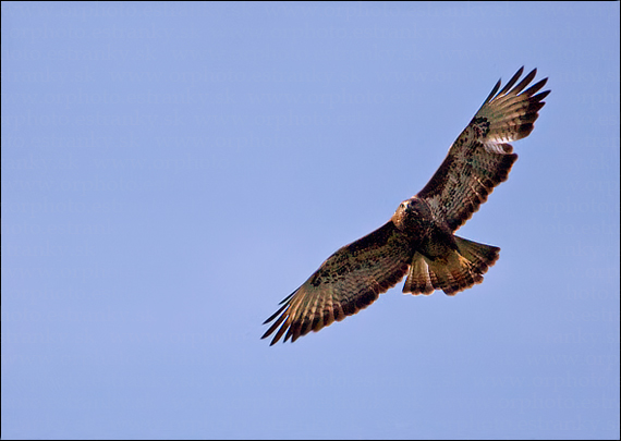 myšiak hôrny Buteo buteo