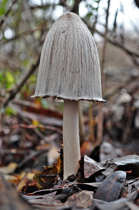 hnojník atramentový Coprinopsis atramentaria (Bull.) Redhead, Vilgalys & Moncalvo