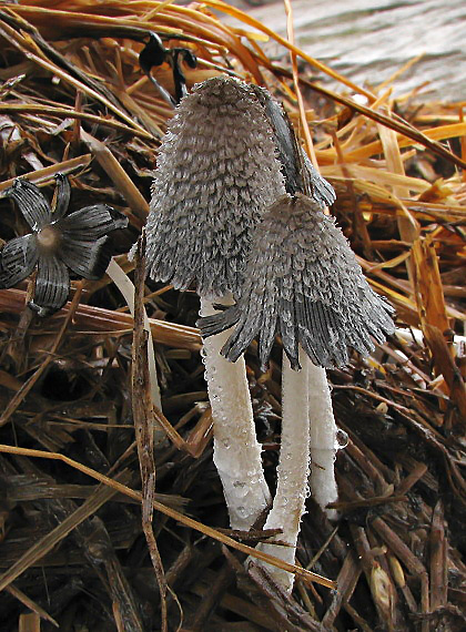 hnojník mrvový Coprinopsis cinerea (Schaeff.) Redhead, Vilgalys & Moncalvo