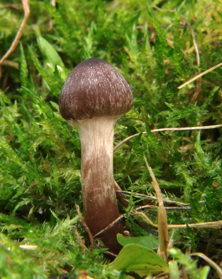 pavučinovec tmavohnedý? Cortinarius brunneus?