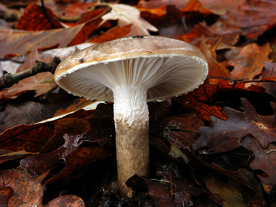 šťavnačka Persoonova Hygrophorus persoonii Arnolds