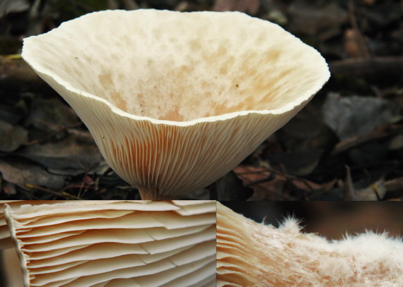 strmuľka veľká Infundibulicybe geotropa (Bull.) Harmaja