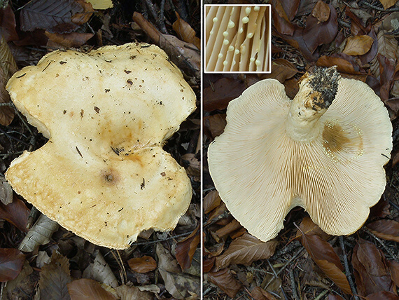 rýdzik rapavý Lactarius scrobiculatus (Scop.) Fr.