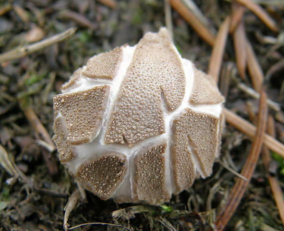 prášnica  Lycoperdon marginatum Vittad.