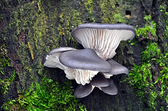 hliva ustricovitá modrastá Pleurotus columbinus Quél.