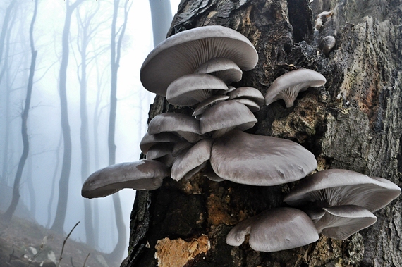 hliva ustricovitá Pleurotus ostreatus (Jacq.) P. Kumm.