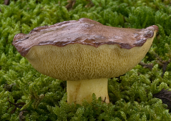 masliak zrnitý Suillus granulatus (L.) Roussel