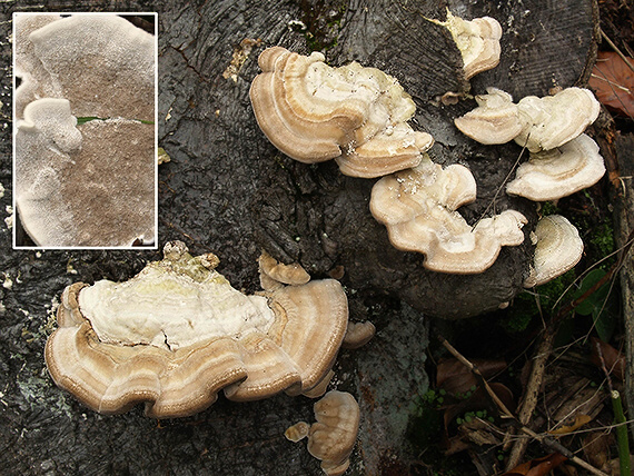 trúdnikovec chlpatý Trametes hirsuta (Wulfen) Lloyd