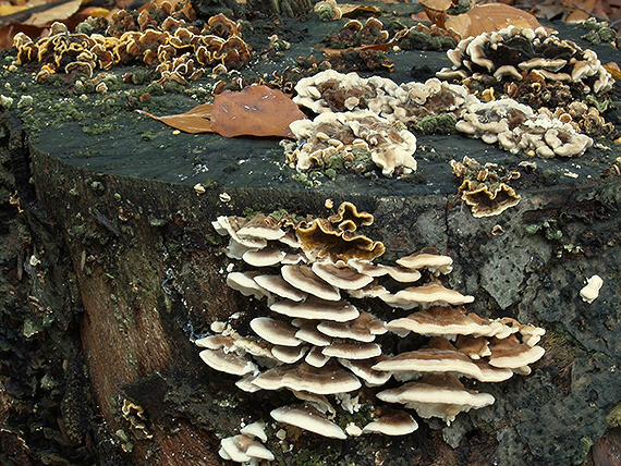 trúdnikovec pestrý Trametes versicolor (L.) Lloyd