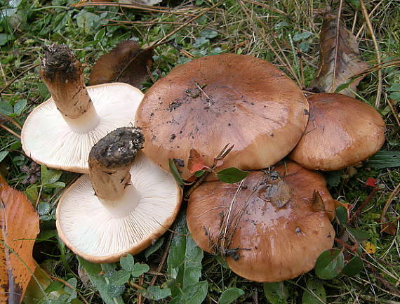 čírovka prstencová Tricholoma batschii Gulden