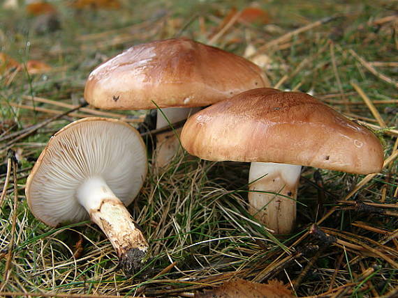 čírovka prstencová Tricholoma batschii Gulden