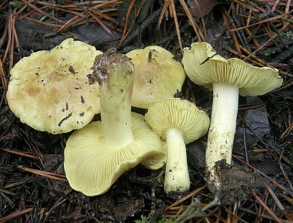 čírovka zelenkastá Tricholoma equestre (L.) P. Kumm.