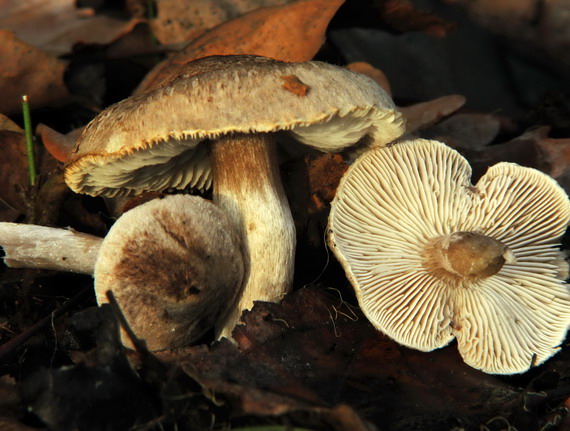 čírovka topoľová? Tricholoma populinum?