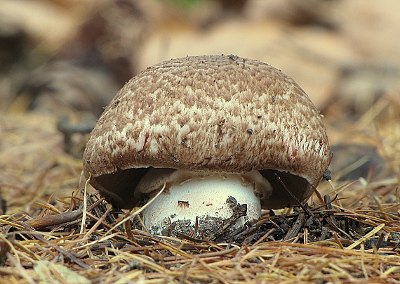 pečiarka lesná Agaricus sylvaticus Schaeff.