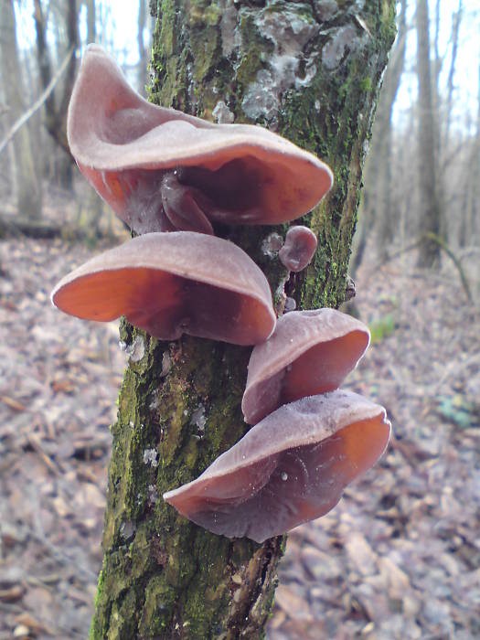 uchovec bazový Auricularia auricula-judae (Bull.) Quél.