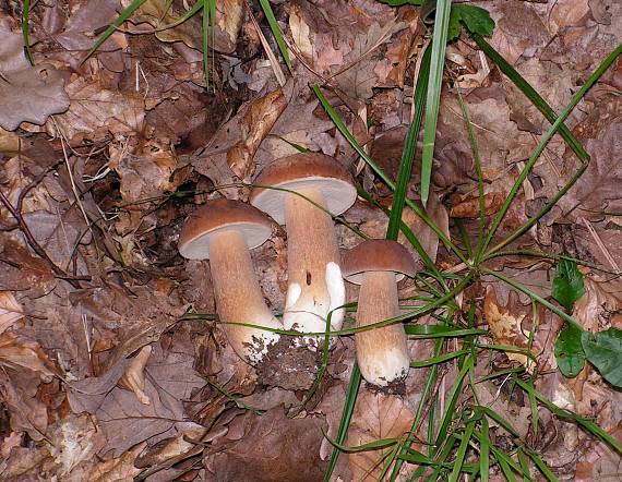 hríb dubový Boletus reticulatus Schaeff.