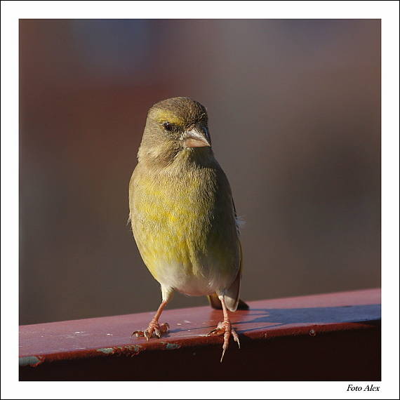 zvonek zelený  Carduelis chloris