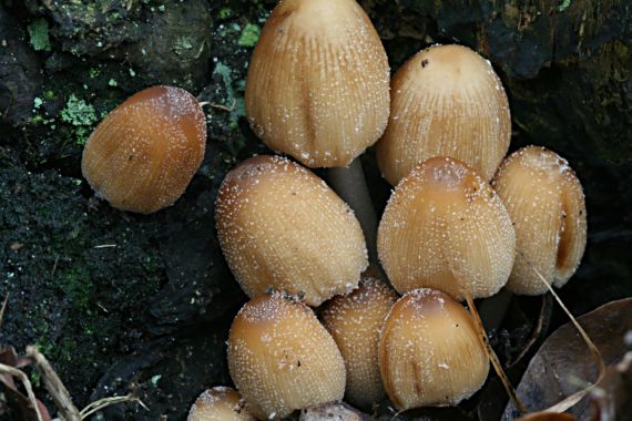 hnojník ligotavý Coprinellus micaceus (Bull.) Vilgalys, Hopple & Jacq. Johnson