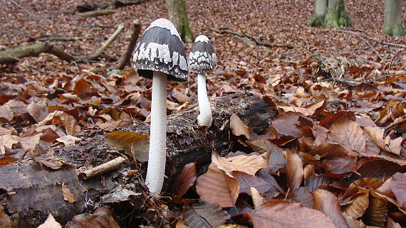 hnojník Coprinopsis sp.