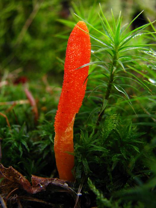 žezlovka hmyzová Cordyceps militaris (Fr.) Link