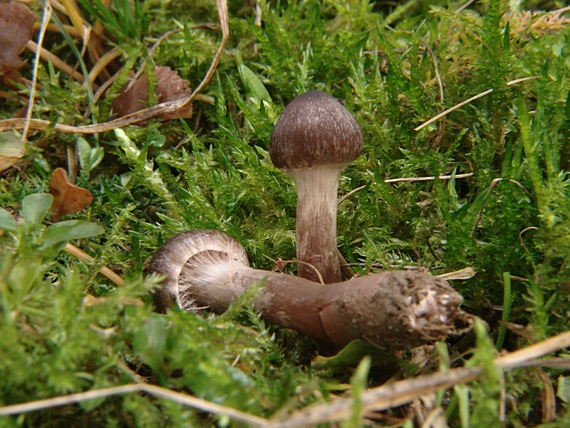 pavučinovec tmavohnedý ? Cortinarius brunneus?