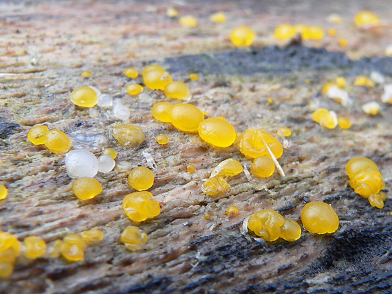 slzovec Dacrymyces sp.