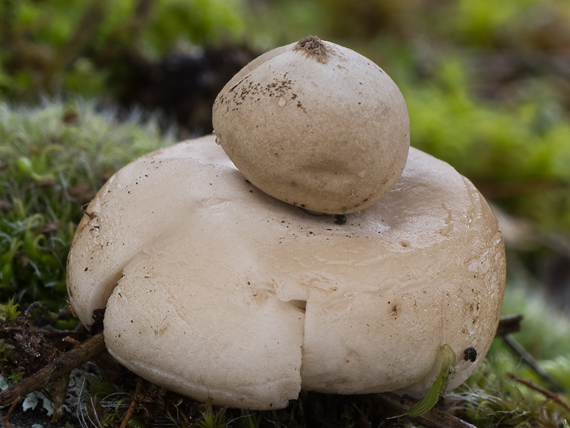 hviezdovka strapkatá  Geastrum fimbriatum Fr.