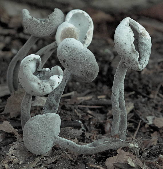 chriapač brvitý Helvella macropus (Pers.) P. Karst.