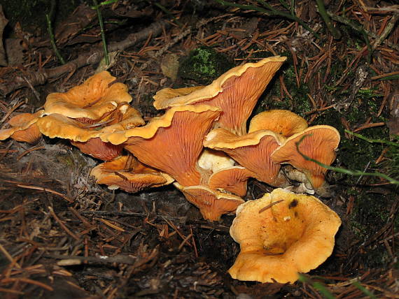 líška oranžová  Hygrophoropsis aurantiaca (Wulfen) Maire