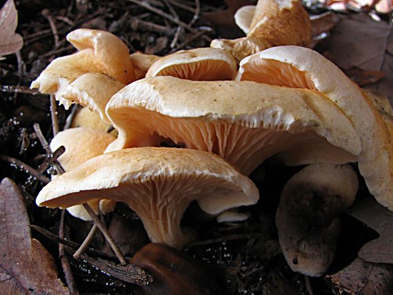 líška oranžová Hygrophoropsis aurantiaca (Wulfen) Maire