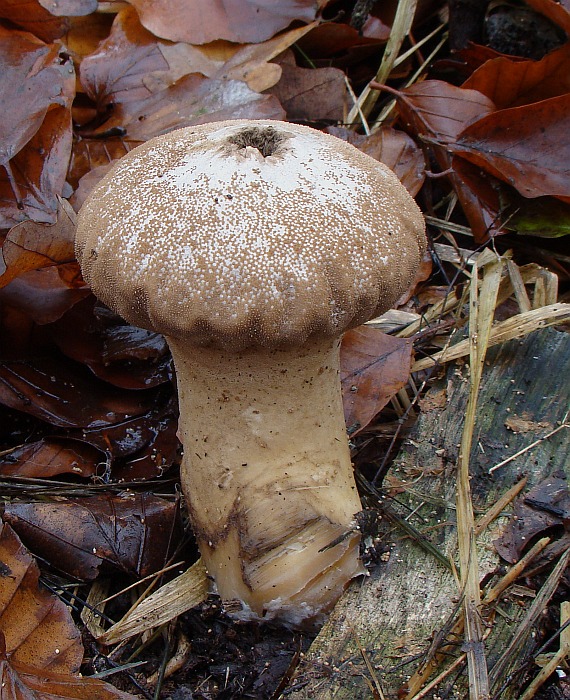 rozpadavec stopkatý Lycoperdon excipuliforme (Scop.) Pers.