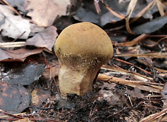 prášnica bradavičnatá Lycoperdon perlatum Pers.