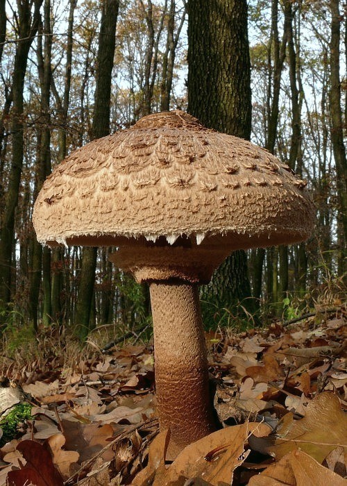 bedľa vysoká Macrolepiota procera (Scop.) Singer