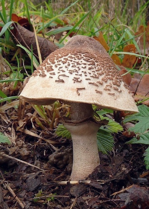 bedľa Macrolepiota sp.