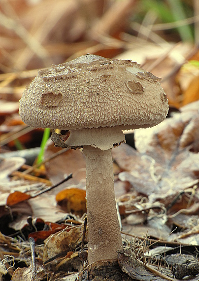 bedľa  Macrolepiota sp.